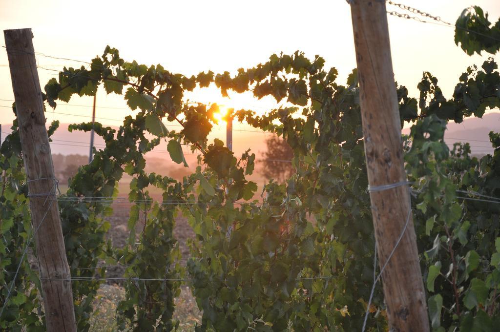 Morami Wine * Panicarola